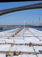 Prevention of Collision at Sea