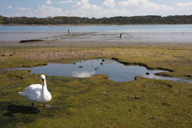 Wildlife on River Orwell